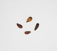 Gråsten rød æblekerner